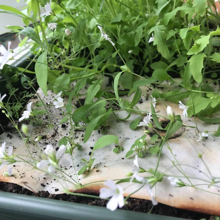 Erika's Whimsical Art – wholesale Birthday card – Plantable Seed Paper Card, Flower Illustration12