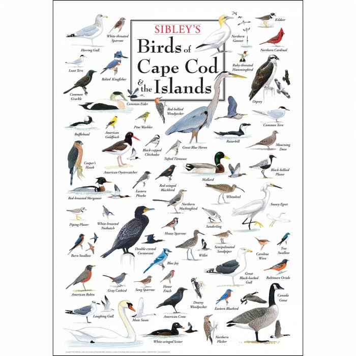 Sibley's Birds of Cape Cod & the Is. Poster for wholesale by Earth Sky + Water