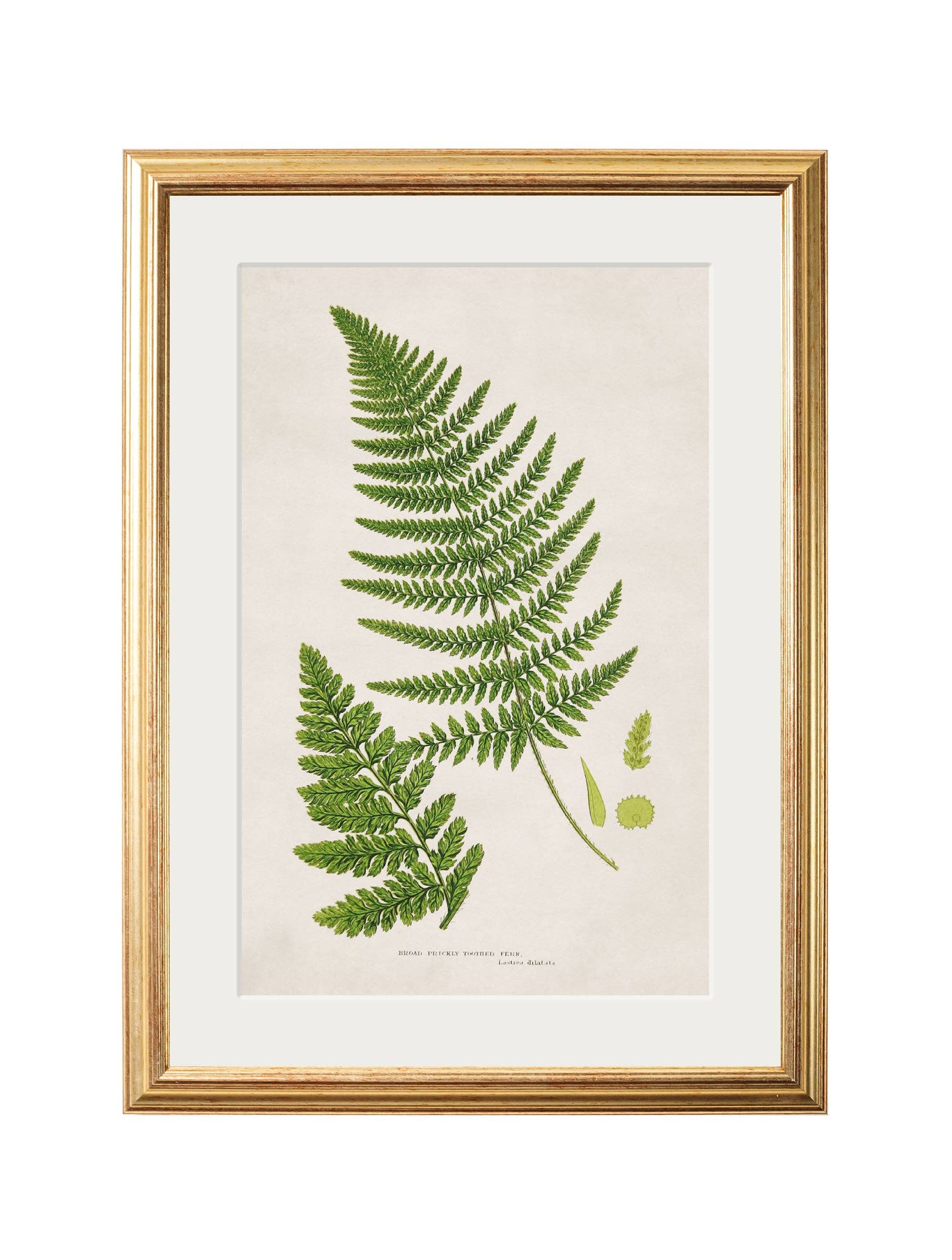 T A Interiors Wall Art & Mirrors – wholesale Gallery wall set – Collection of 6 Ferns2
