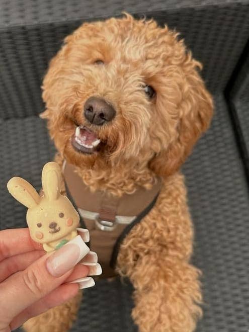 Easter Bunny & Egg Poultry for wholesale by Manufaktur Sweet Crunchy Bit® Handmade DogFood 🐾