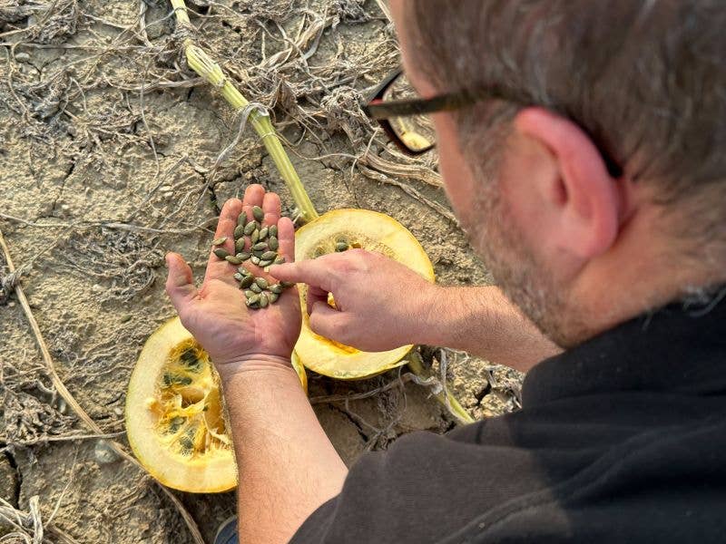 SuperSeedz - Wholesale Nuts - 5oz Sea Salt European Pumpkin Seeds NO SHELLS7