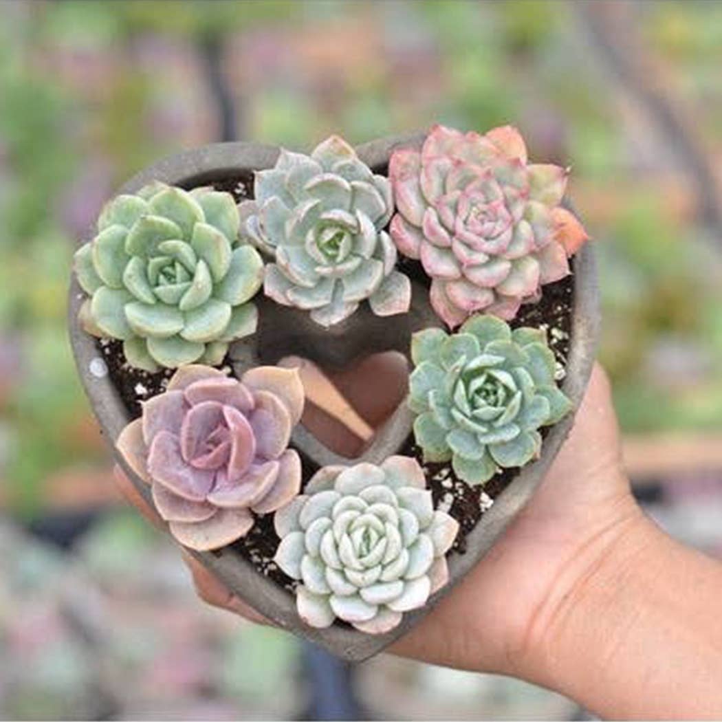 Best Plant Friend - Wholesale Succulent - Succulent Heart Arrangement - Succulent Gift Decor Ideas10
