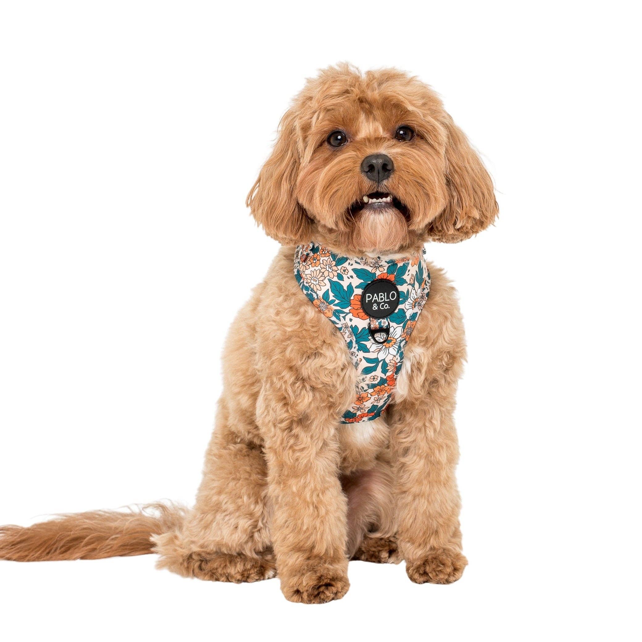 Pablo & Co. Boutique - Vendita all'ingrosso Pettorina - Cani - Wildflowers: Pettorina Regolabile per Cani1