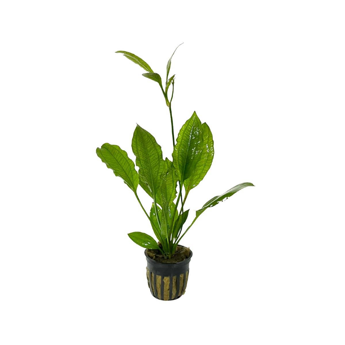 Wetplants - Vente Plante - Swordplant Amazon