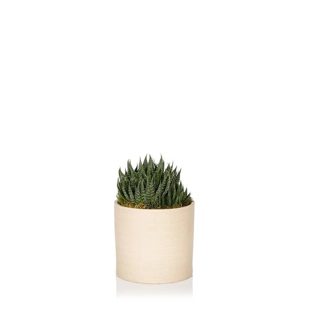 The Little Botanical - Wholesale Live Plant - Haworthia in Ceramic Pot for Indoor Décor19