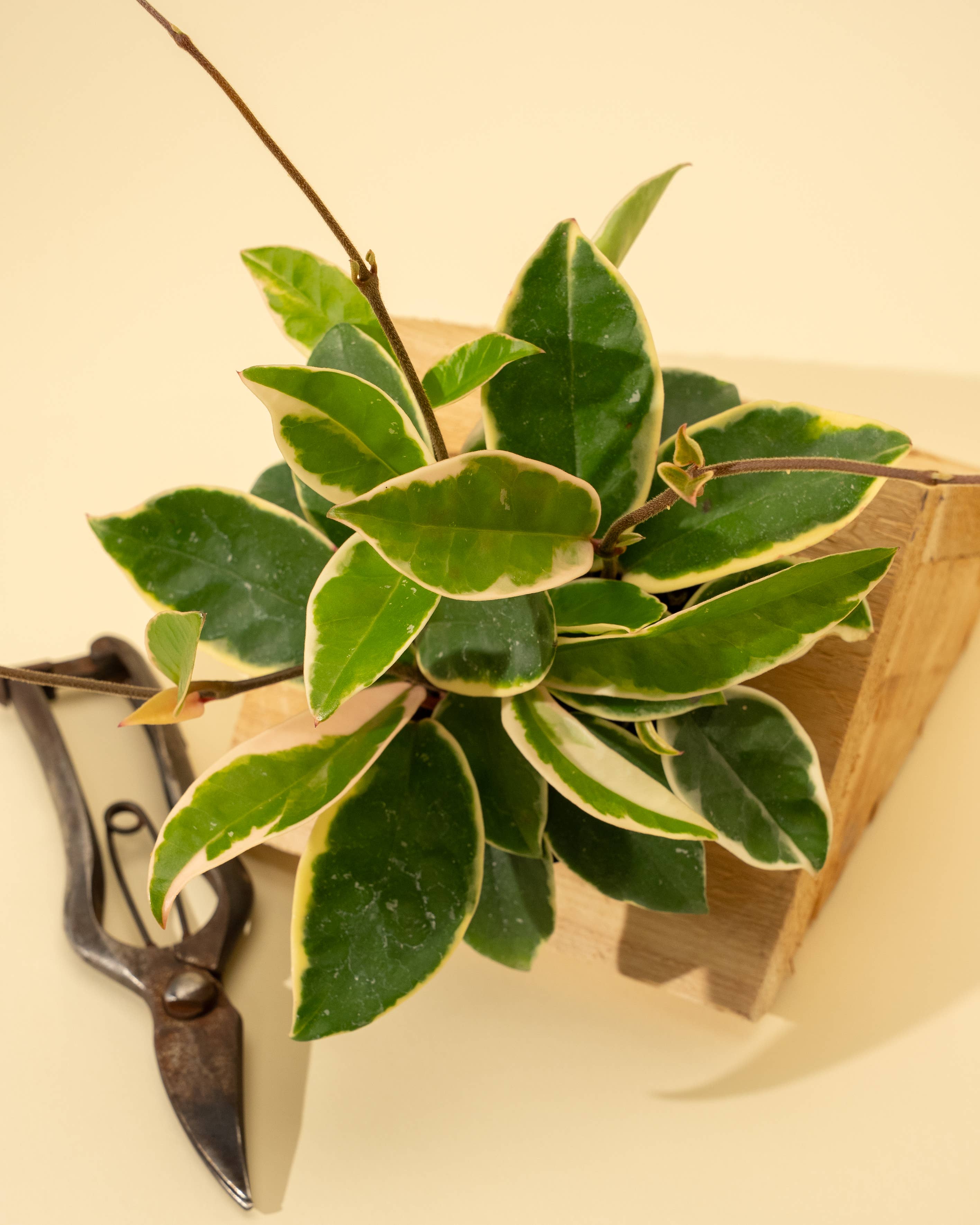 BWH Plant Co - Wholesale Live Plant - 4" Hoya 'Krimson Queen'2