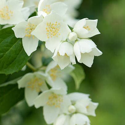 Self-Care Shower - Wholesale Artificial Flowers - Jasmine - Fresh Cut Flowers - Grown In California USA
