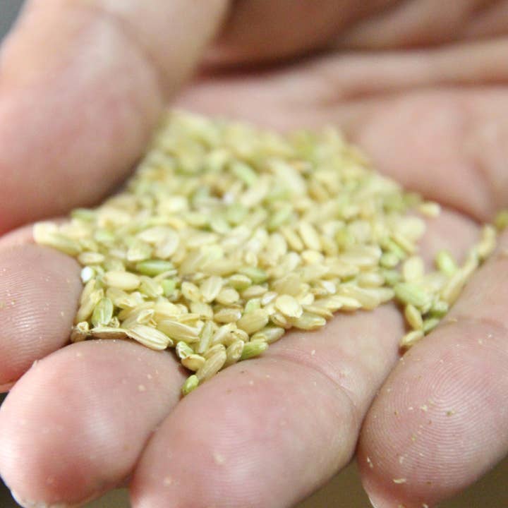 Umami Insider - Wholesale Non-Alcoholic Aperitif/Mocktail - Rice Koji Amazake (Non-Alcohol Fermented Rice Drink), 8.81 o