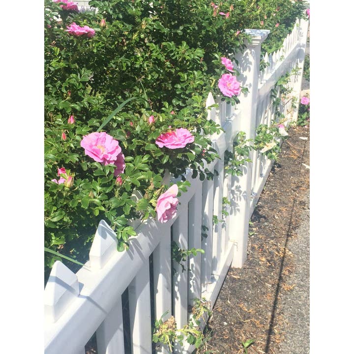 Rockport Candle Company - Wholesale Jar/Filled Candle - 18 Beach Roses Candle1