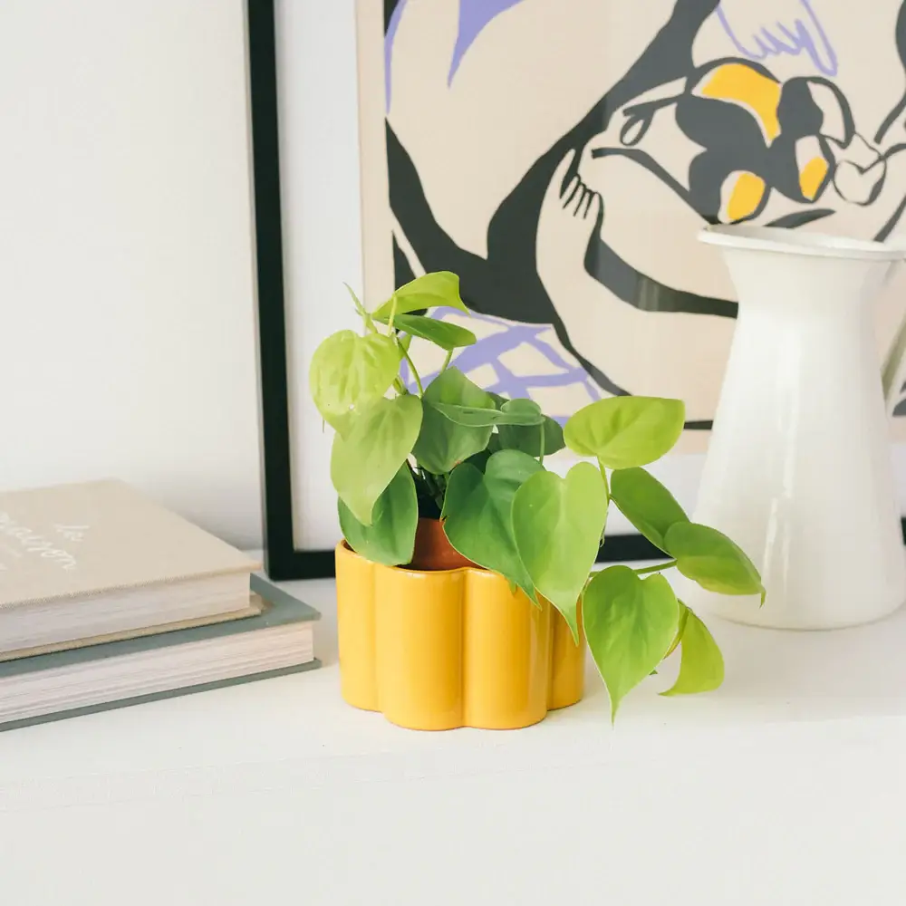 Pepin - Vendita all'ingrosso Vasi per piante - Vaso autoirrigante Paulita (S) - Giallo senape1