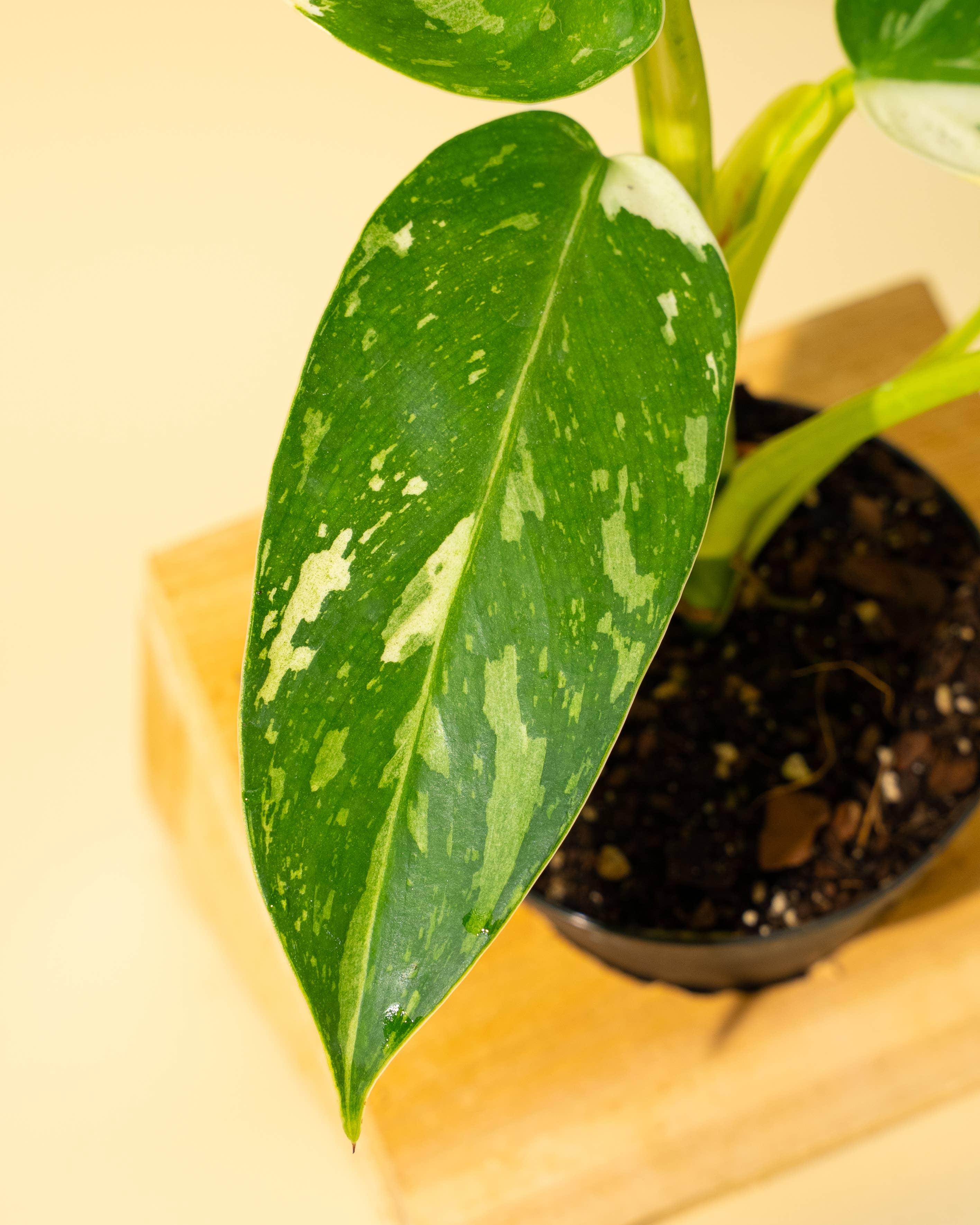 BWH Plant Co - Wholesale Live Plant - 4" Philodendron 'Jose Buono Fiesta'6