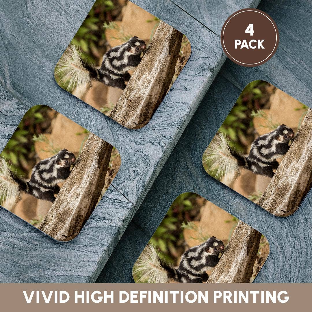 3dRose - Wholesale Coasters - 3dRose, Pine County. Captive spotted skunk. , Coaster12