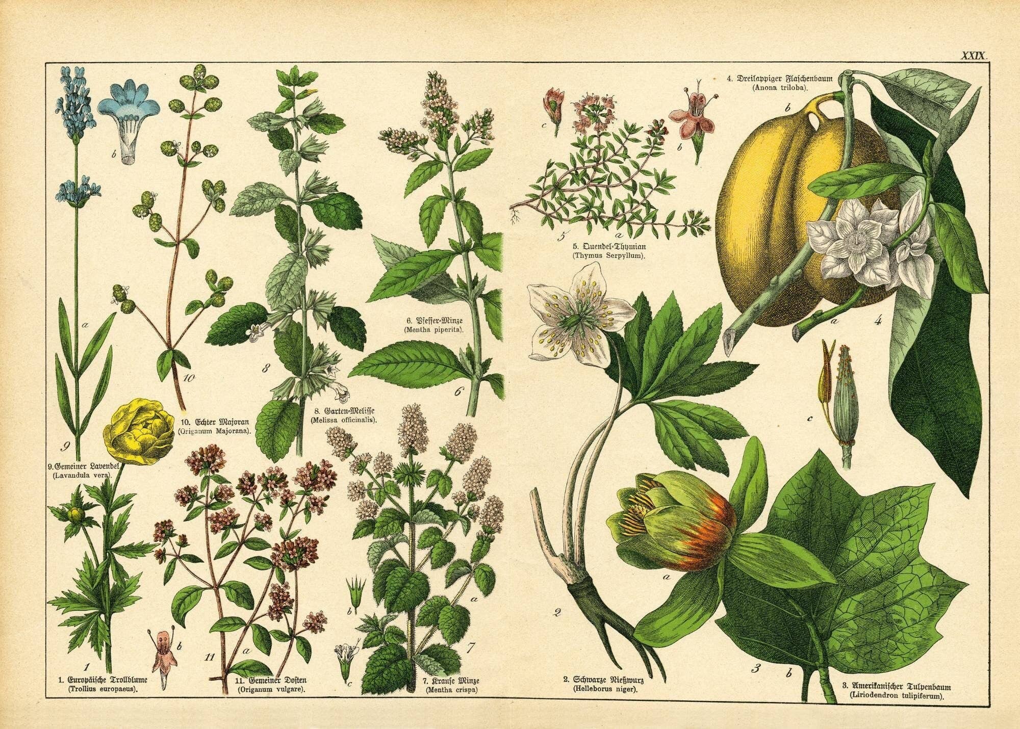 Mint by Michelle - Wholesale Craft Supplies - Vintage Botanicals - set of 8 botanical designs - Decoupage Paper6