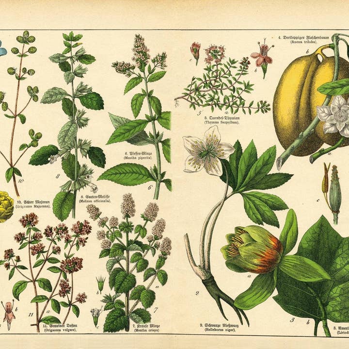 Mint by Michelle - Wholesale Craft Supplies - Vintage Botanicals - set of 8 botanical designs - Decoupage Paper6