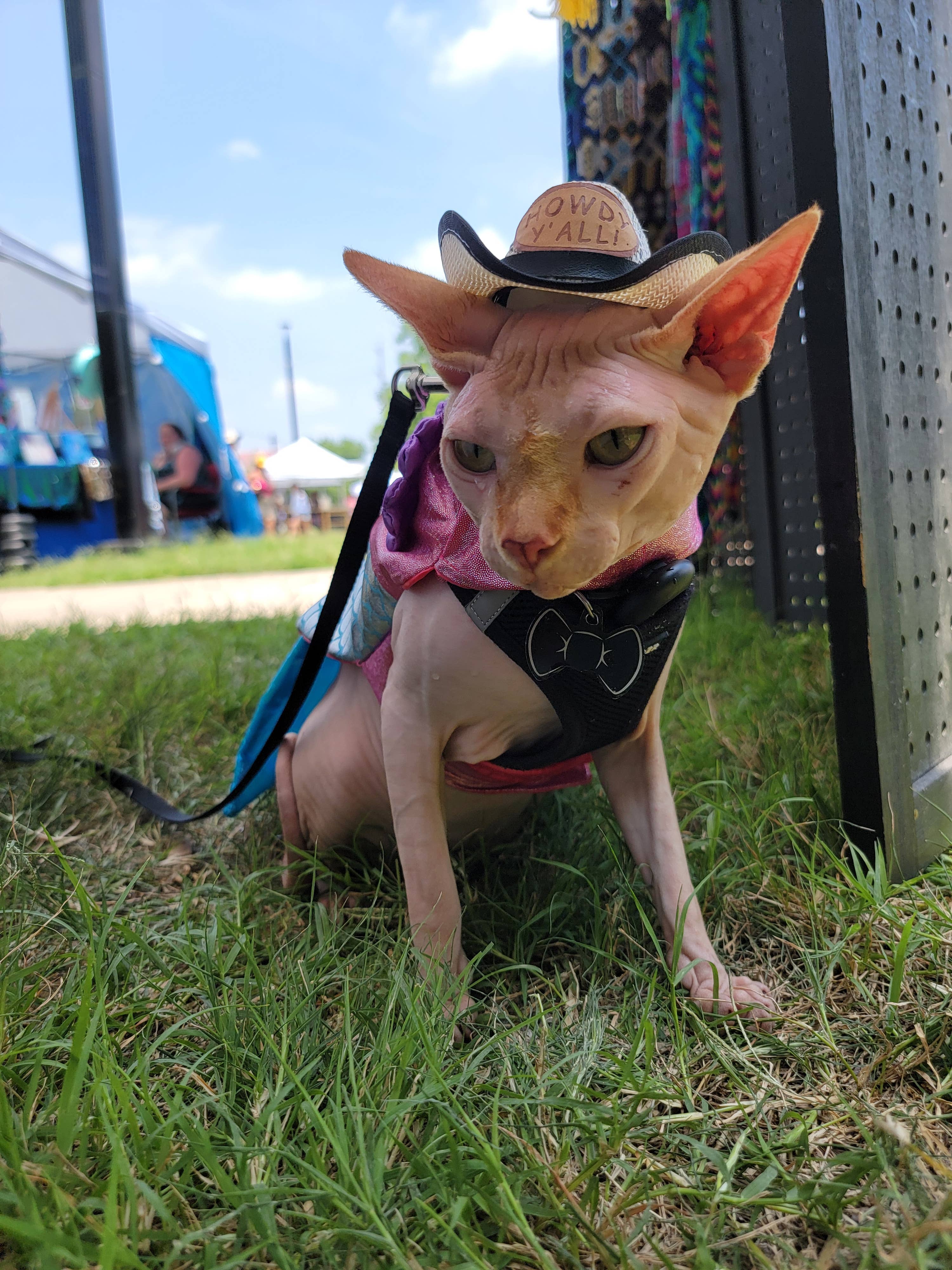 Mom And Pup Co. - Wholesale Hoed voor honden - Hond - Cowboy Huisdier Hoed - Kattenhoed, Hoeden voor Honden, Hondenhoed2