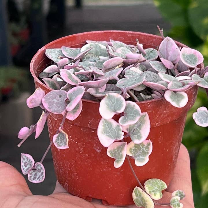 Nanu's Nursery - Wholesale Live Plant - Variegated String of Hearts | Indoor Vining Houseplant | 4"