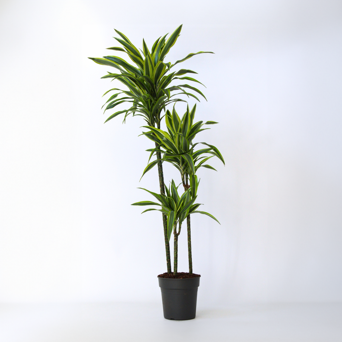 Oasis of Life – wholesale Live plant – Dracaena Lemon Lime – Height 130–140cm – Ø24cm – Large dragon tree with two-colored leaves – Easy-care & air-purifying houseplant – Ideal for living room & office4