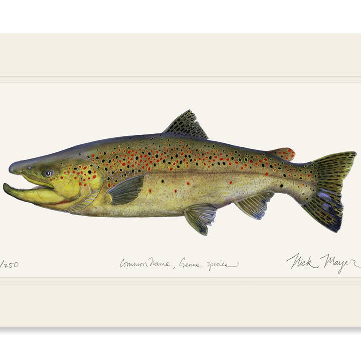 Nick Mayer Art - Wholesale Art print - Brown Trout Limited Edition Print6