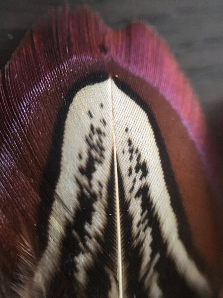 Plumes Naturelles – wholesale Feathers – Pheasant feathers3