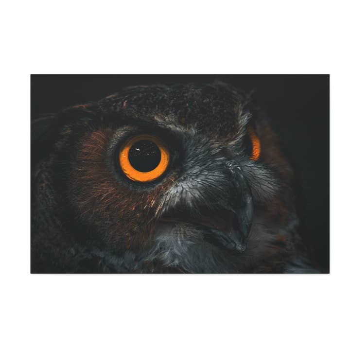 Focus (Great Horned Owl Canvas) for wholesale by Pretty Average Photography
