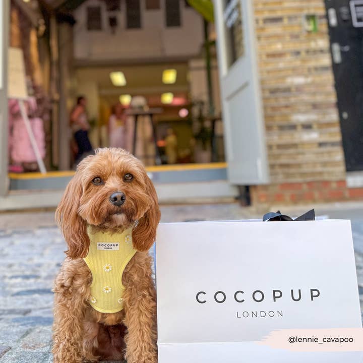 Cocopup London - Wholesale Pet Harness - Dog - Buttercup Pup Adjustable Neck HARNESS31