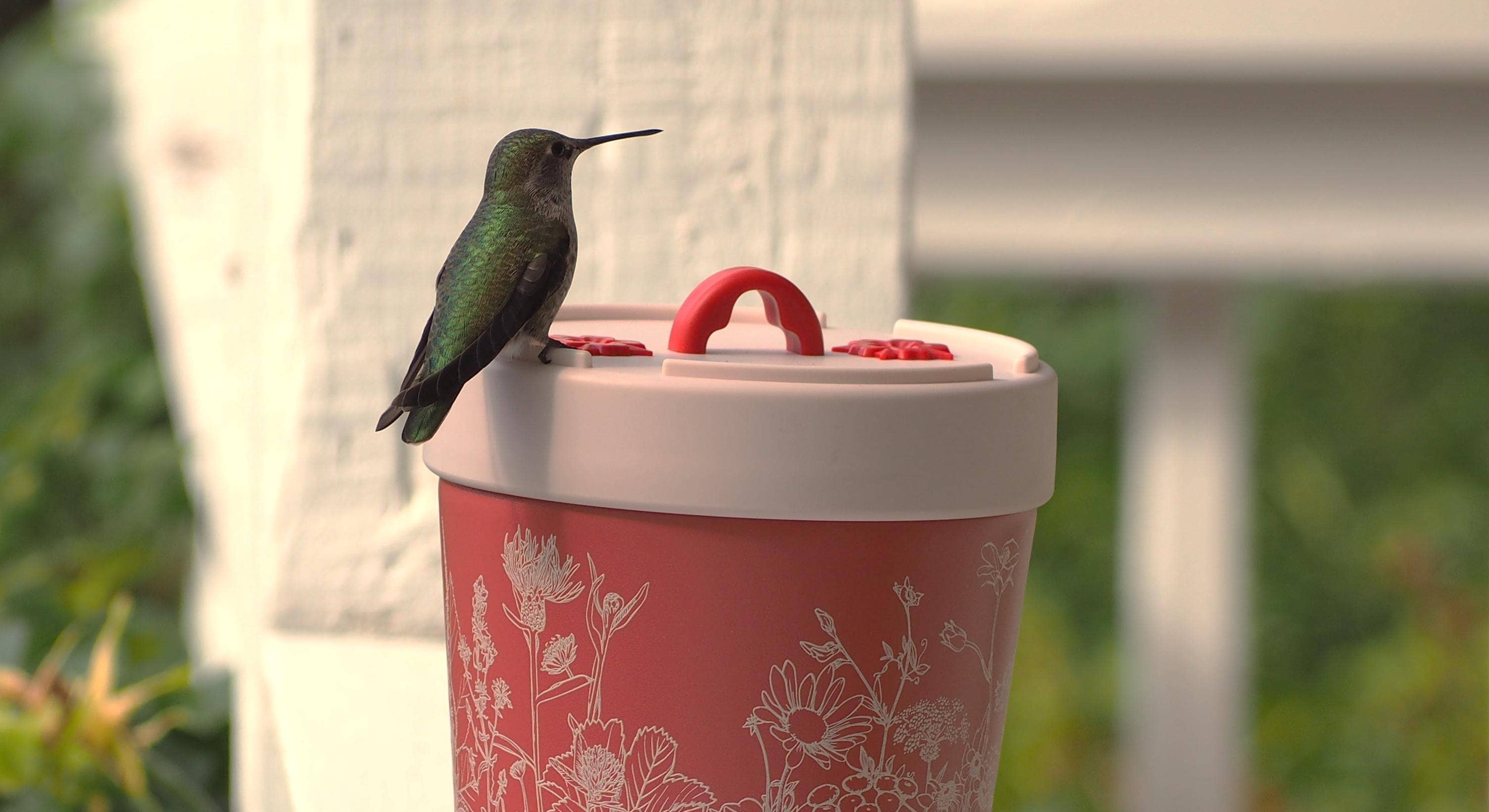 Anna's Healthy Hummingbird - Wholesale Bird Feeder - Insulated hummingbird feeder
7