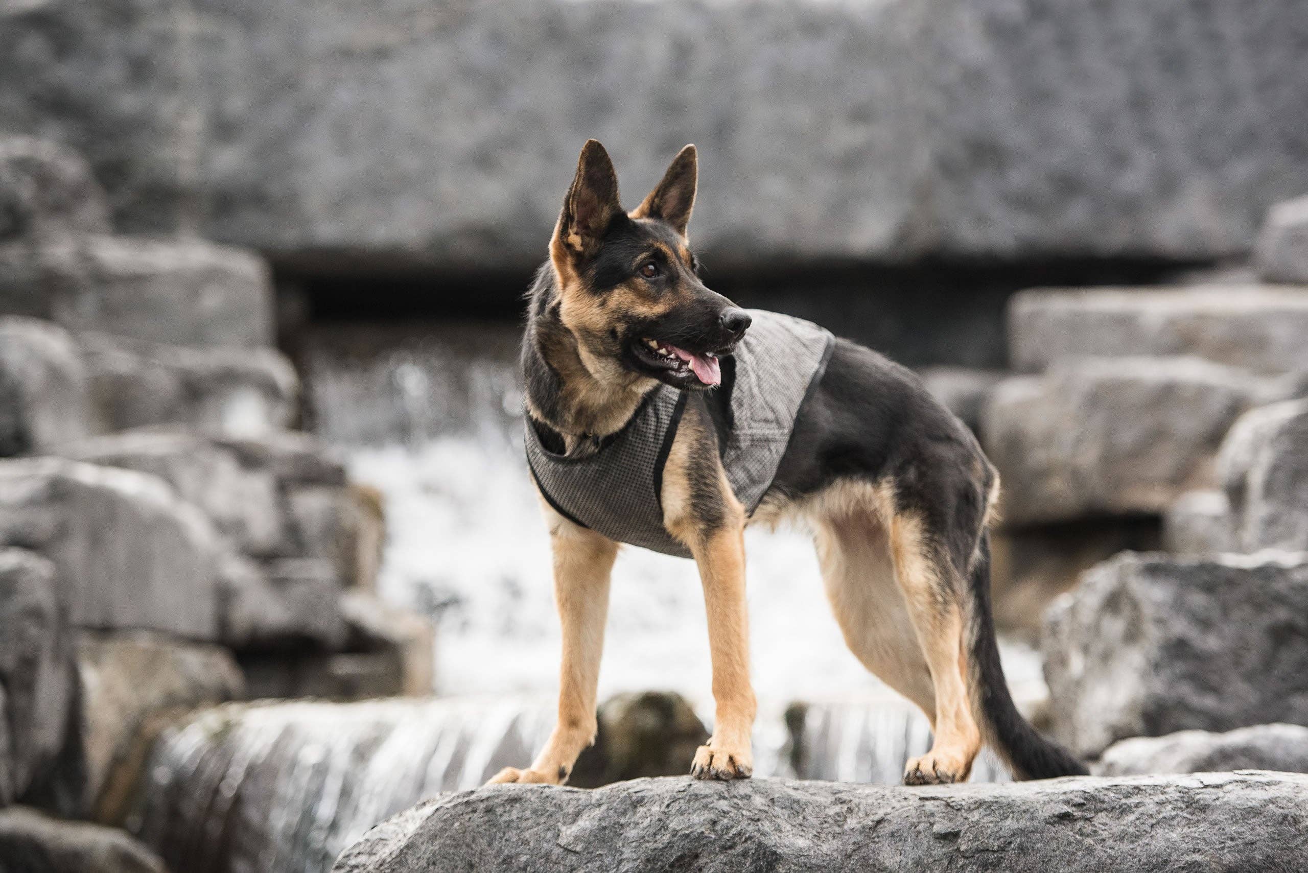 GF Pet - Wholesale Pet Vest - Dog - US Army Dog Cooling Vest - Grey1