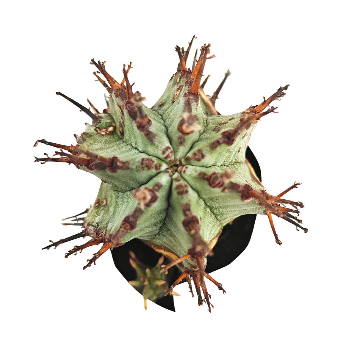 Best Plant Friend - Wholesale Succulent - Euphorbia Horrida Rare Cactus 2in Pot, Unique Succulent Gift3
