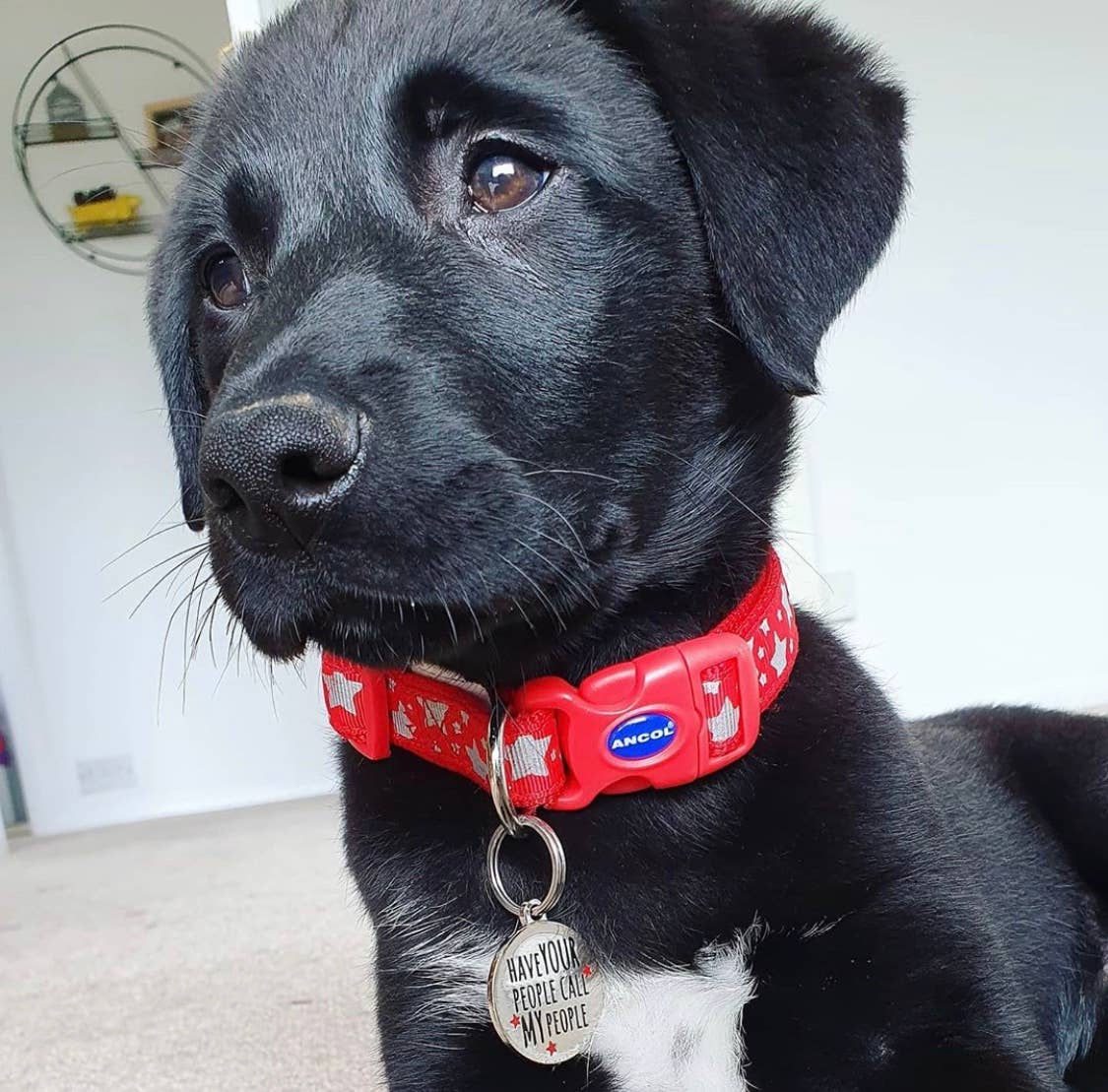 Sweet William Designs – Großhandel Haustiermarke – Katze/Hund – Namensschild für Hunde — „Lass deine Leute meine Leute anrufen“6