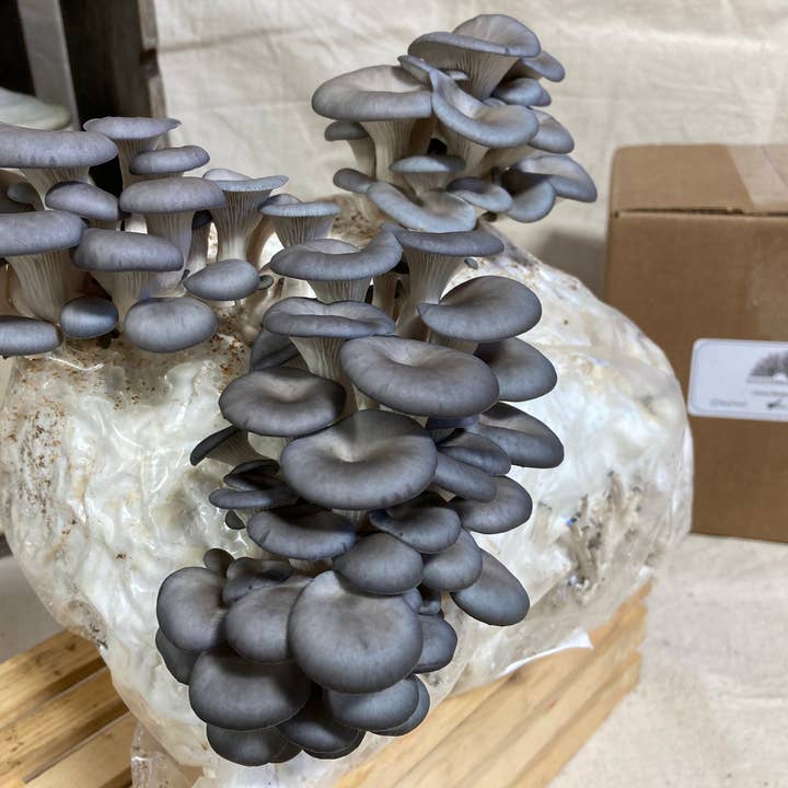 Mycoterra Farm - Wholesale DIY Food Kit - Blue Oyster Mushroom Kit