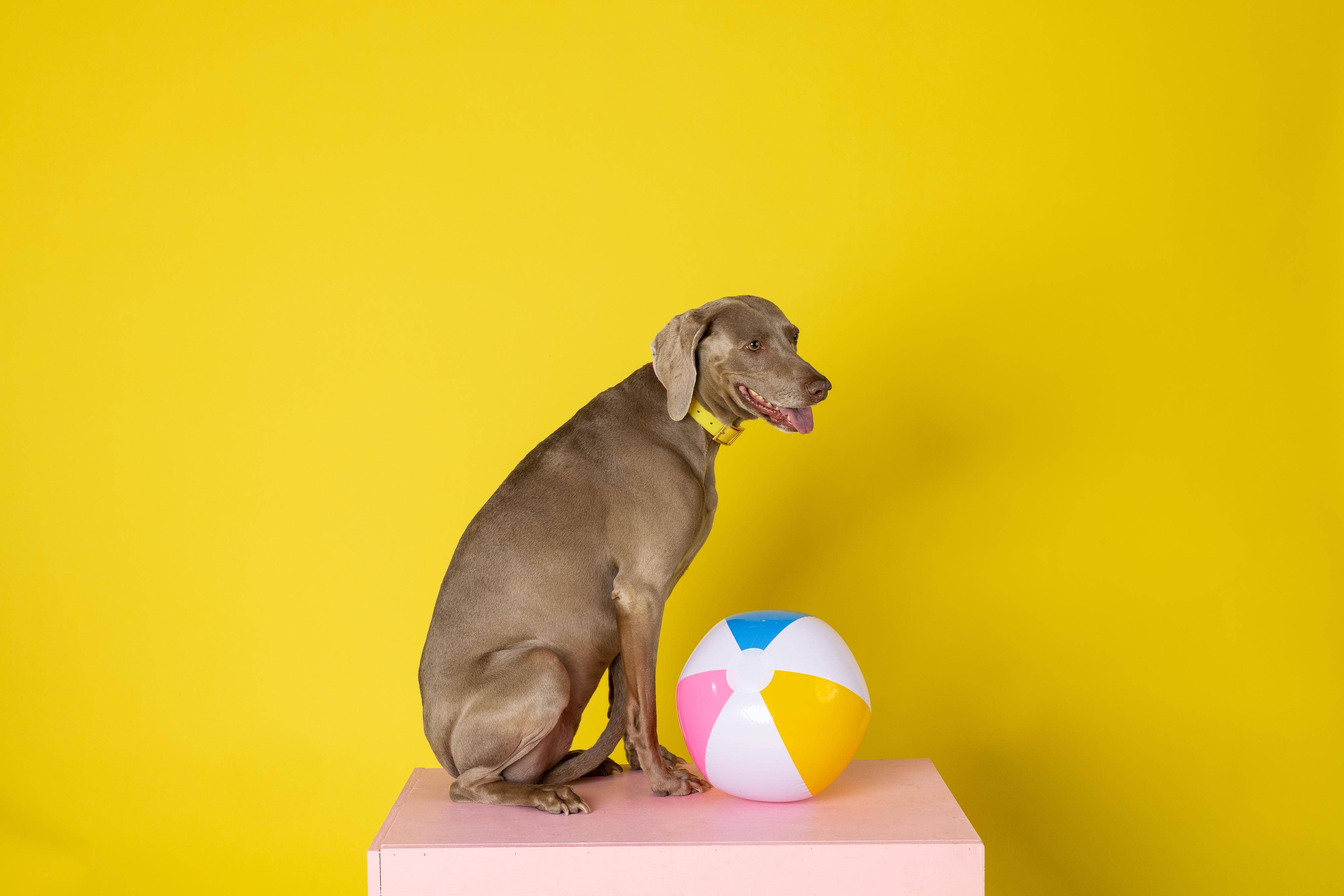 Pink Papyrus | Premium, Durable, & Stylish Dog Products – coleira - Cão por atacado – Coleira para Cão à Prova de Água e Fácil de Limpar Katelin All Weather11