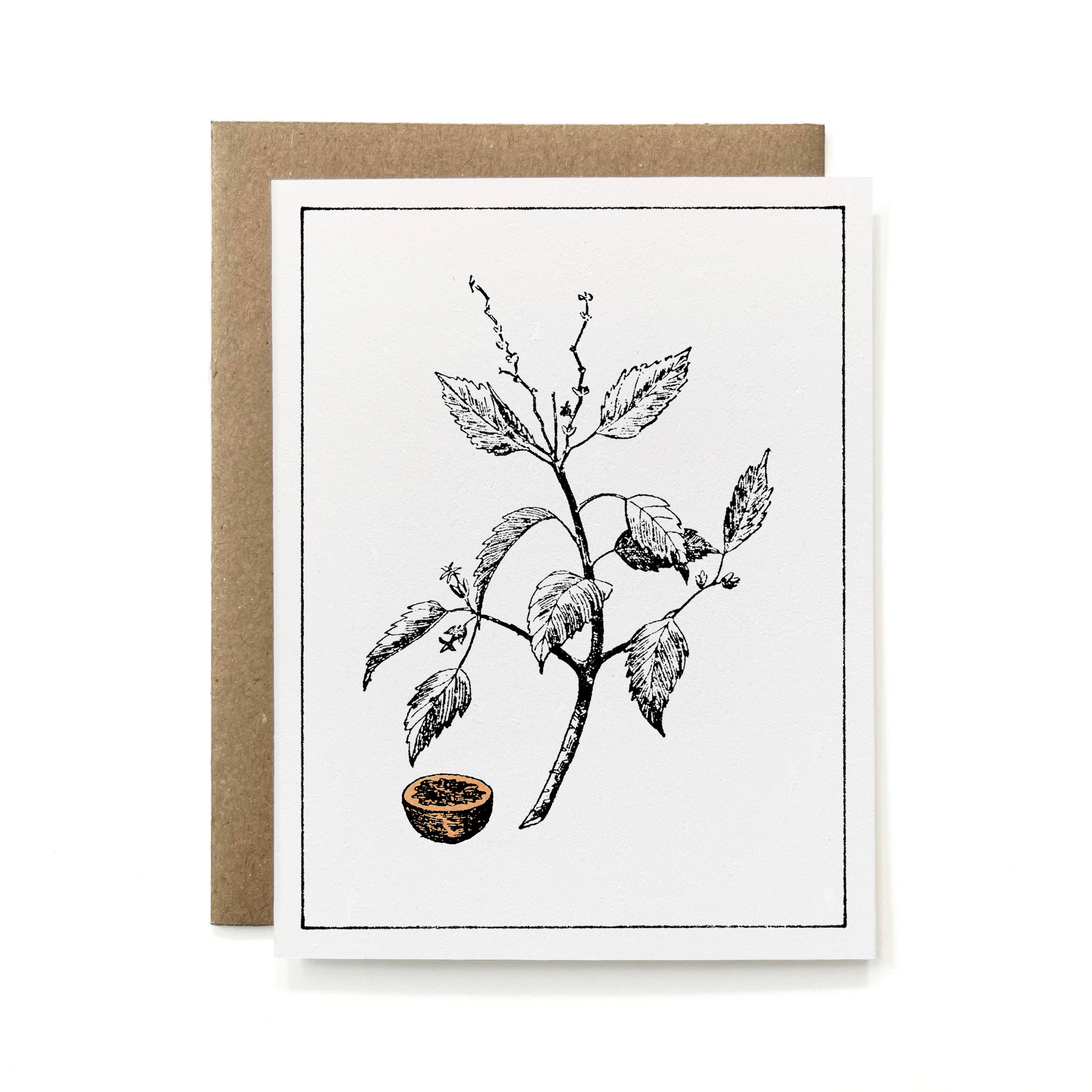 Knapping Press - Wholesale Stationery/Notecard Set - Set of 6 - 100% Recycled Painted Botanicals Card Collection6