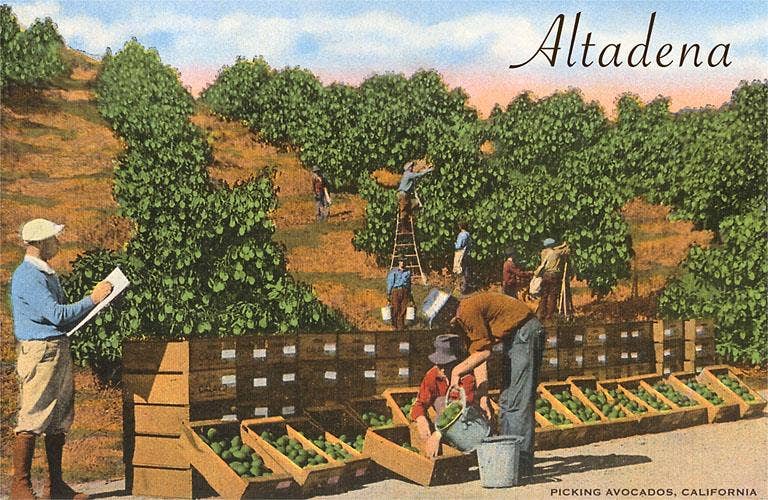Found Image Press - Wholesale Stationery/Notecard Set - Greeting Card LA-667 Avocado Orchard, Altadena, California0