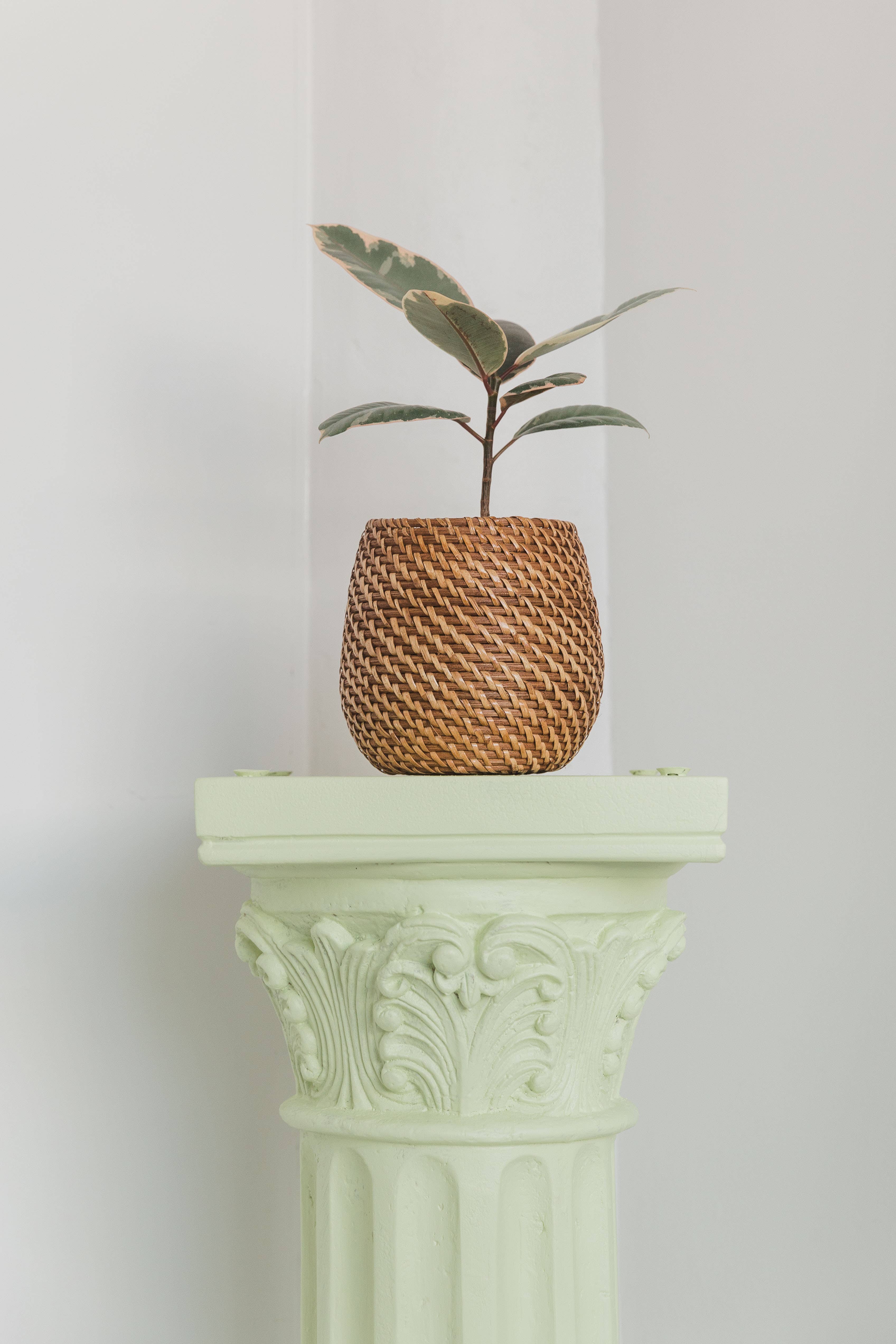 Viridi - Wholesale Plant Pot - Olla Rattan Planter Set of 23