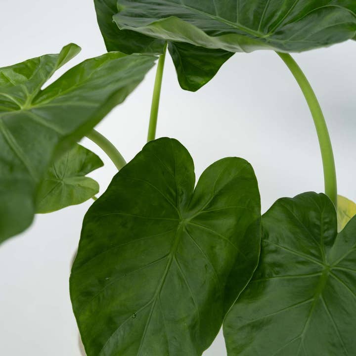 Oasis of Life - Wholesale Live Plant - Alocasia – 4 plants – Alocasia 'Macrorrhizos' – Elephant Ear – Height 60–70cm – Ø17cm – Tropical houseplant with XXL leaves – Easy care & air-purifying – Exotic decor set for home4