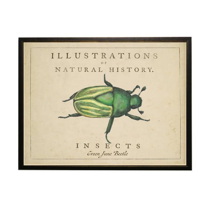 Watercolor Beetle On Natural History Background for wholesale by Antique Curiosities Inc