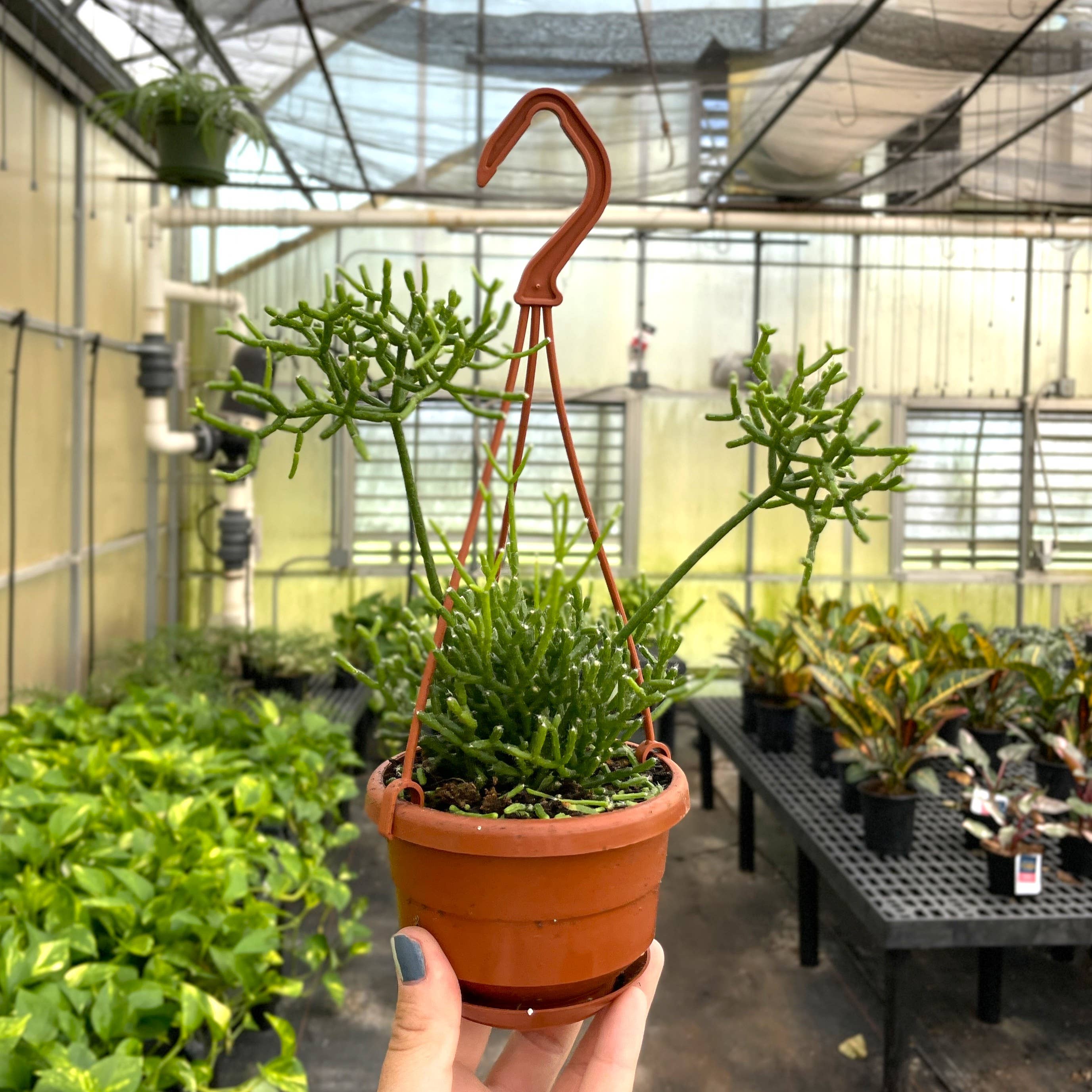 Thorsen's Greenhouse - Wholesale Live Plant - Rhipsalis Cactus Hanging Pot - 4" Live Plant4