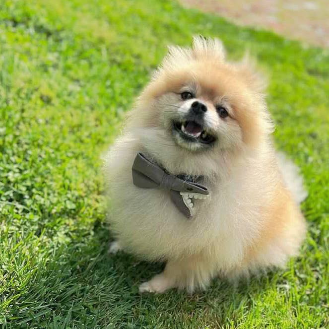 doggish - Wholesale Pet Bow Tie - Dog - Shark Bait handmade jawsome dog bow accessory summer1