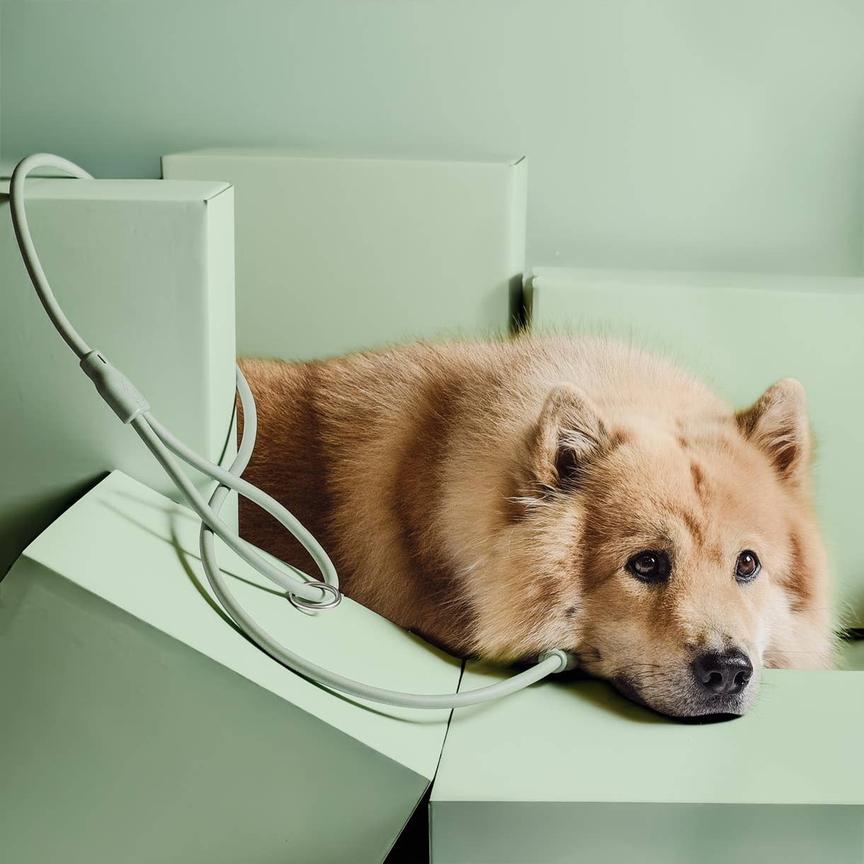 ne&no - Wholesale Pet Leash - Dog - ne&no® Dog Leash "Loft Style" - Weatherproof - modern design12