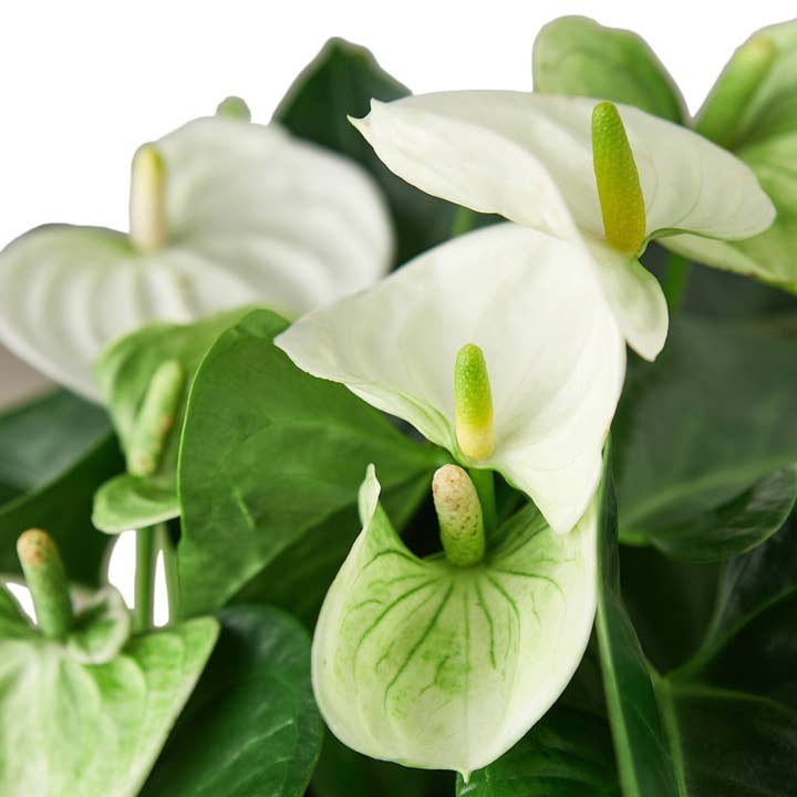 House Plant Wholesale WEST - Wholesale Live Plant - Anthurium 'White'