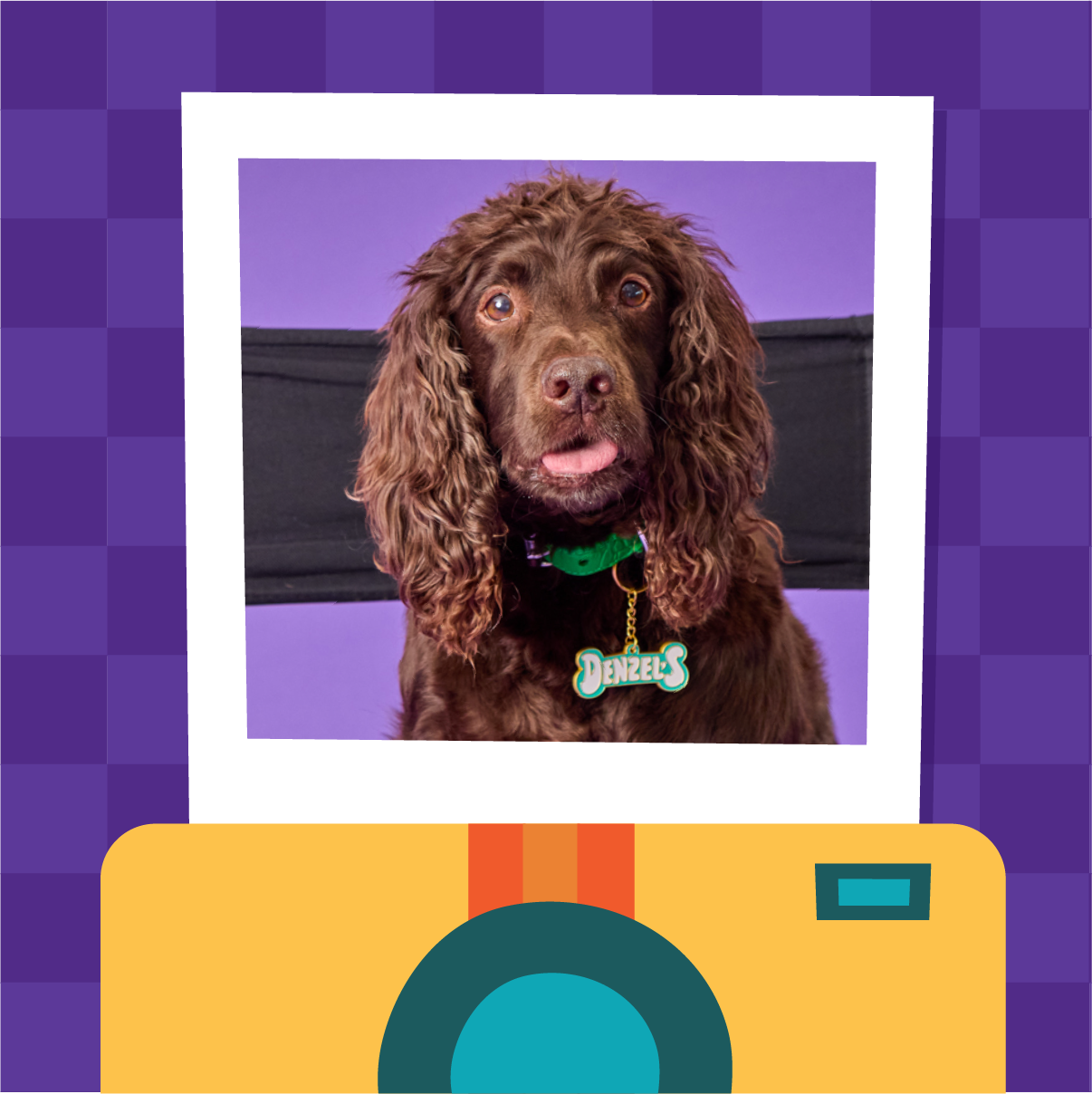 Denzel's - Healthy Dog Treats – wholesale Pet treats – Dog – Denzel’s Coins - Chicken & Pumpkin Dog Treats (90g)6