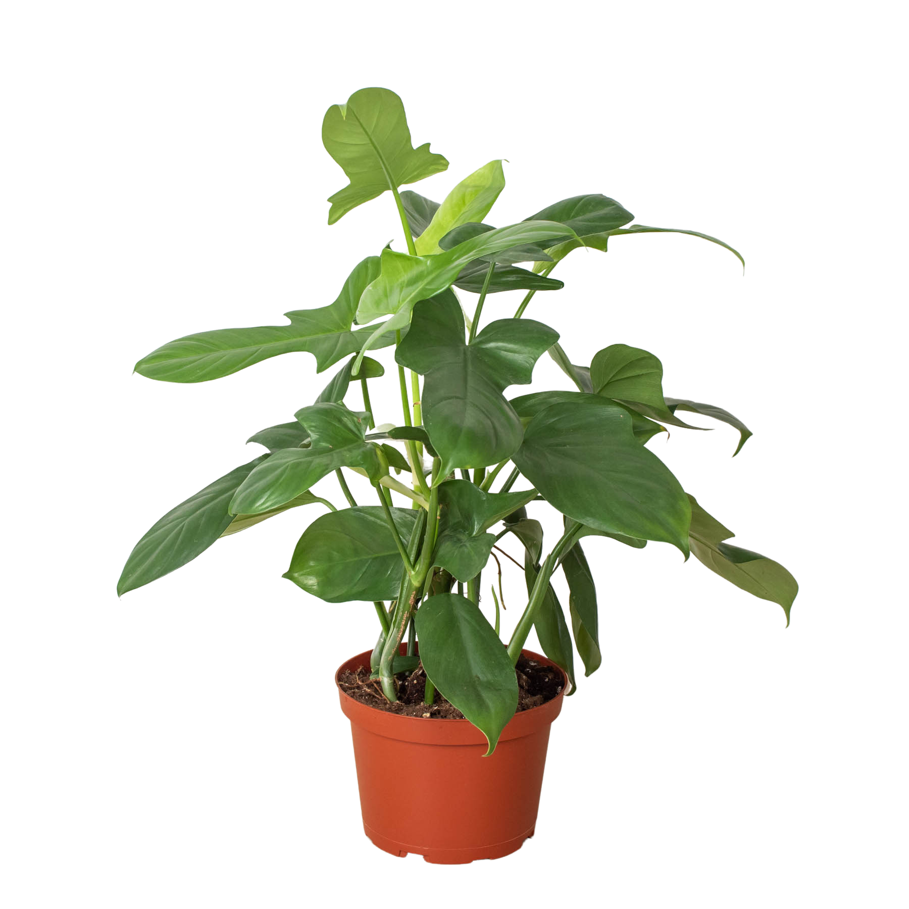 House Plant Wholesale - Wholesale Live Plant - Philodendron 'Silver Sword'1