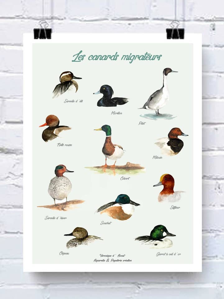Póster de patos migratorios para venta al por mayor de Véronique d'Avout