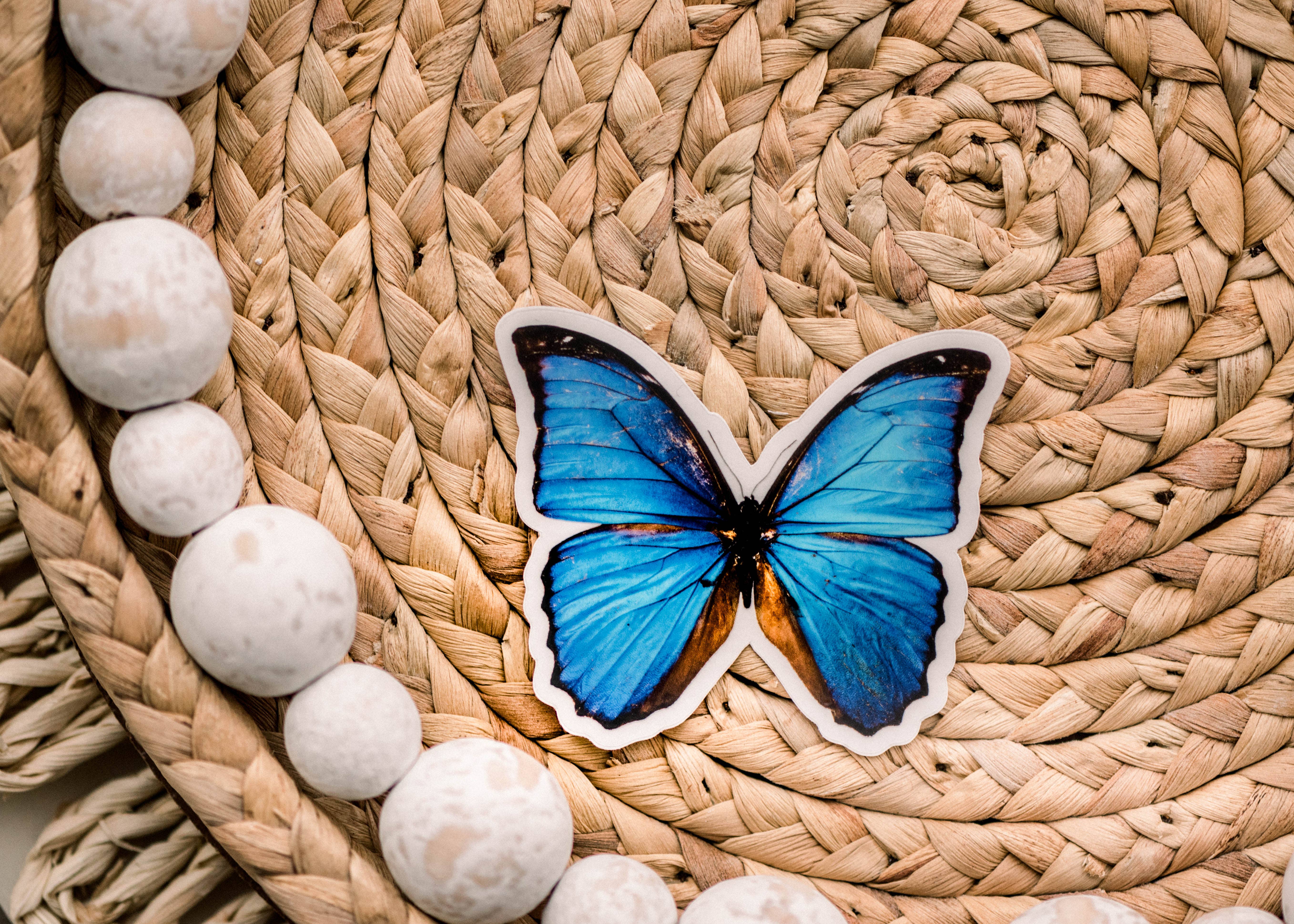 Savannah and James Co - Wholesale Sticker - Blue Butterfly Clear, Vinyl Sticker, 3x3 in.1