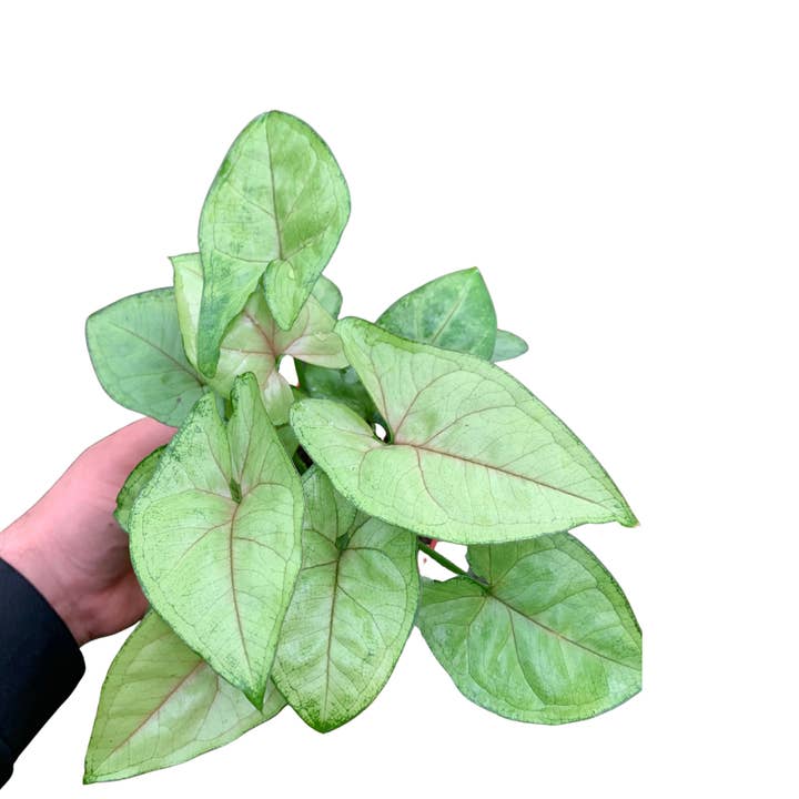 Flow State - Wholesale Live Plant - 4" Syngonium Pink Allusion (Arrowhead Plant) – Live Plant