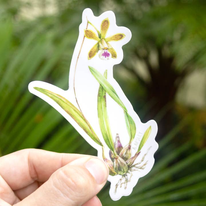 Encyclia tampensis Sticker for wholesale by Aaron Apsley Artwork