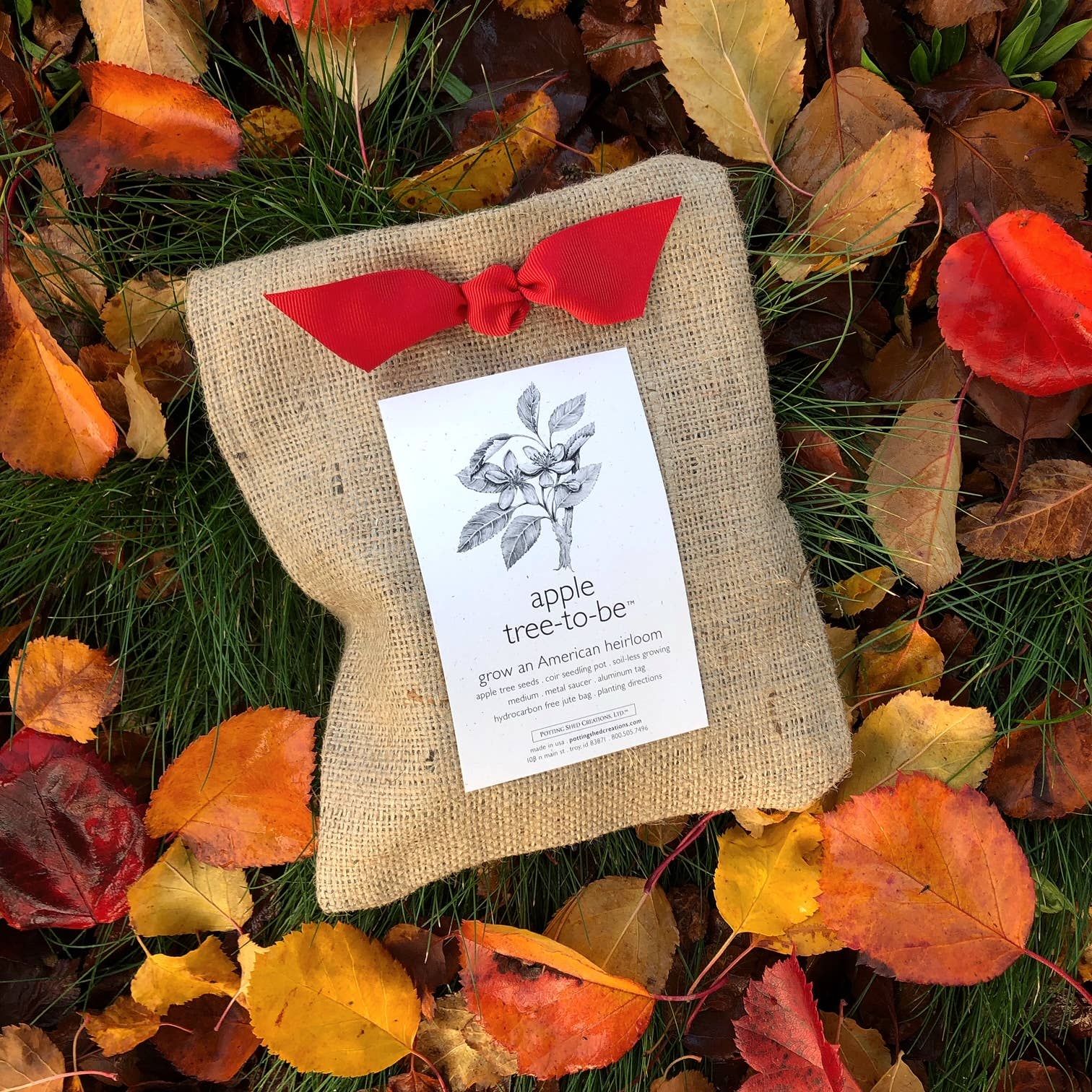 Potting Shed Creations, Ltd. - Wholesale Plant Seeds - Tree To Be | Apple | Teacher Thank you gift | Kid Activity7