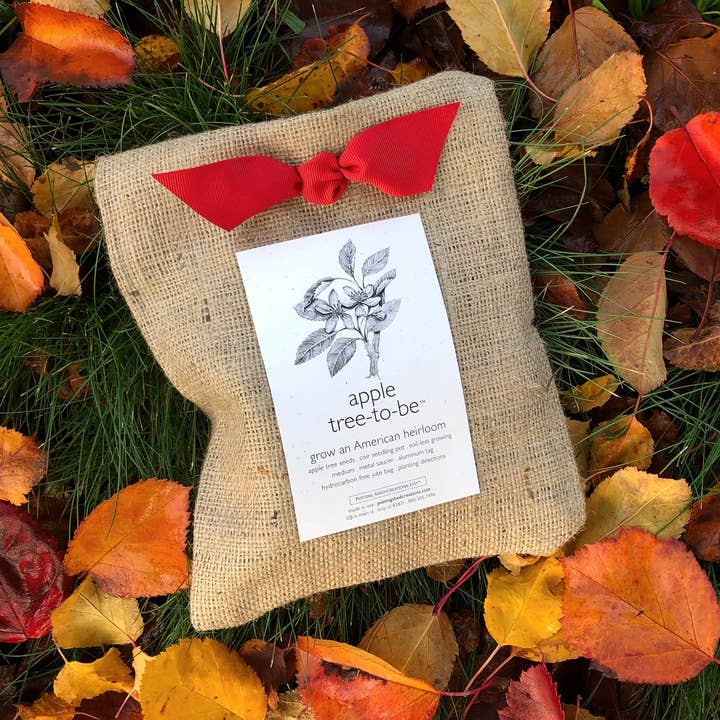 Potting Shed Creations, Ltd. - Wholesale Plant Seeds - Tree To Be | Apple | Teacher Thank you gift | Kid Activity7
