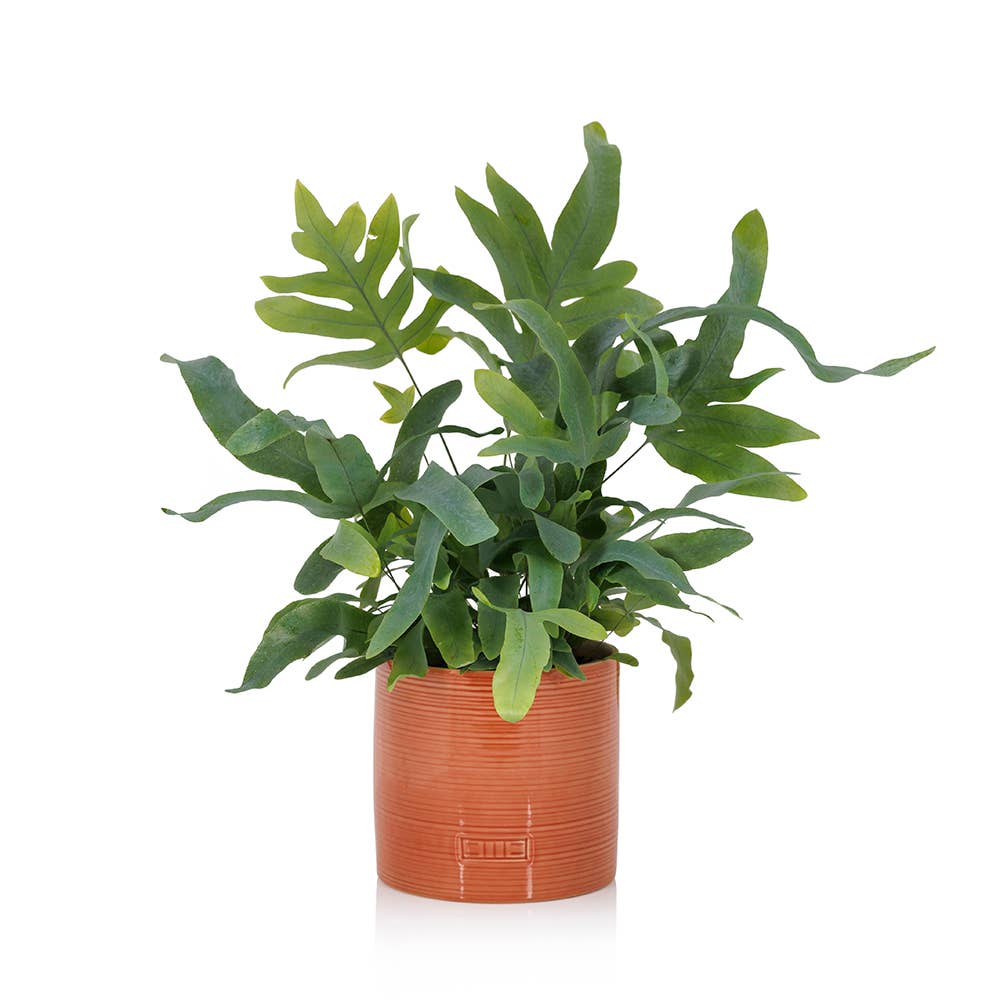 The Little Botanical – wholesale Live plant – British Grown Blue Star Fern5