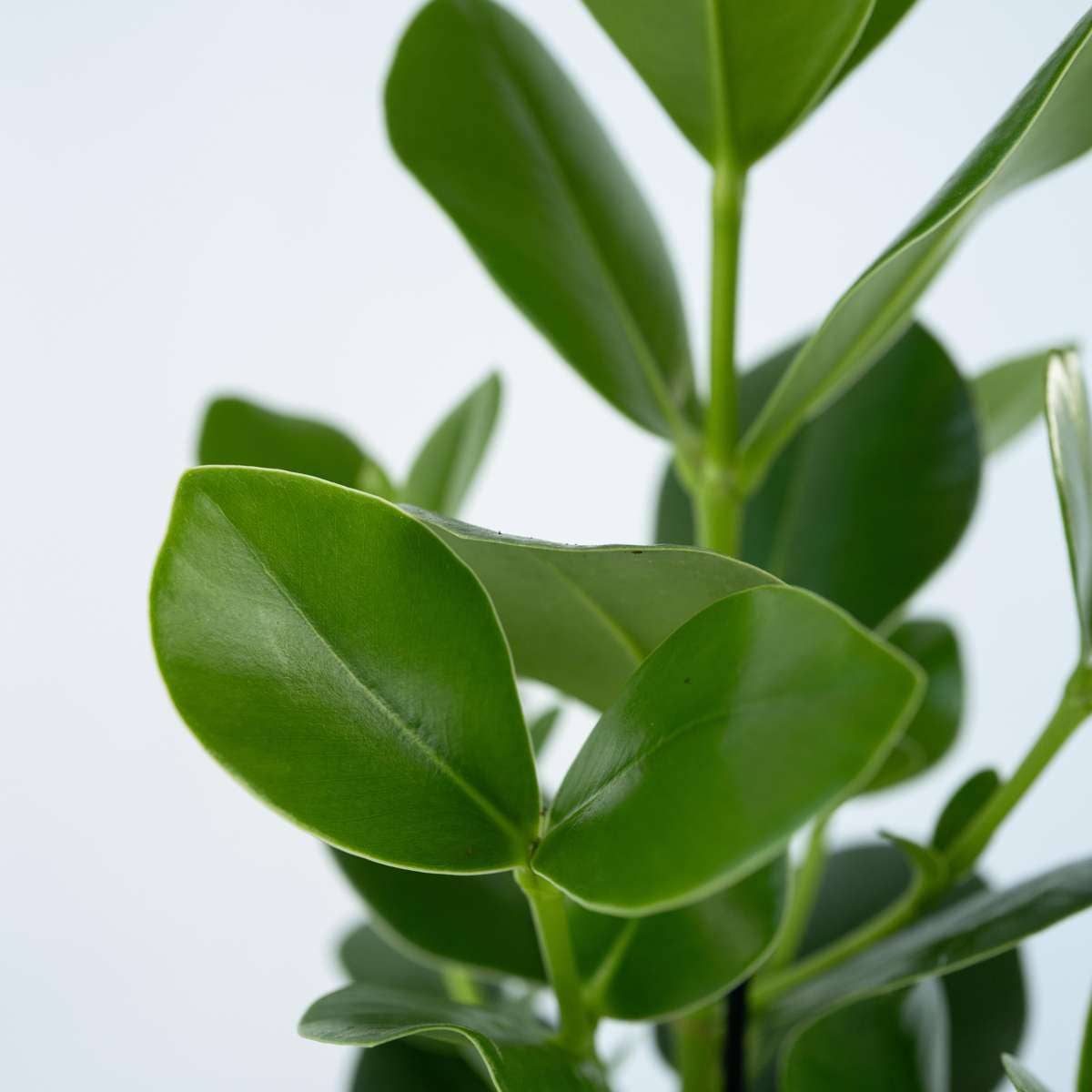 Oasis of Life - Wholesale Live plant - Clusia Balsam Apple – Clusia rosea 'Princess' – Height 50–60cm – Ø17cm – Air-purifying houseplant with large glossy leaves – Tropical green plant for living room & office4